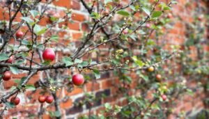 Spalierobst im März: Apfel und Birne an der Hauswand – so gelingt der Schnitt