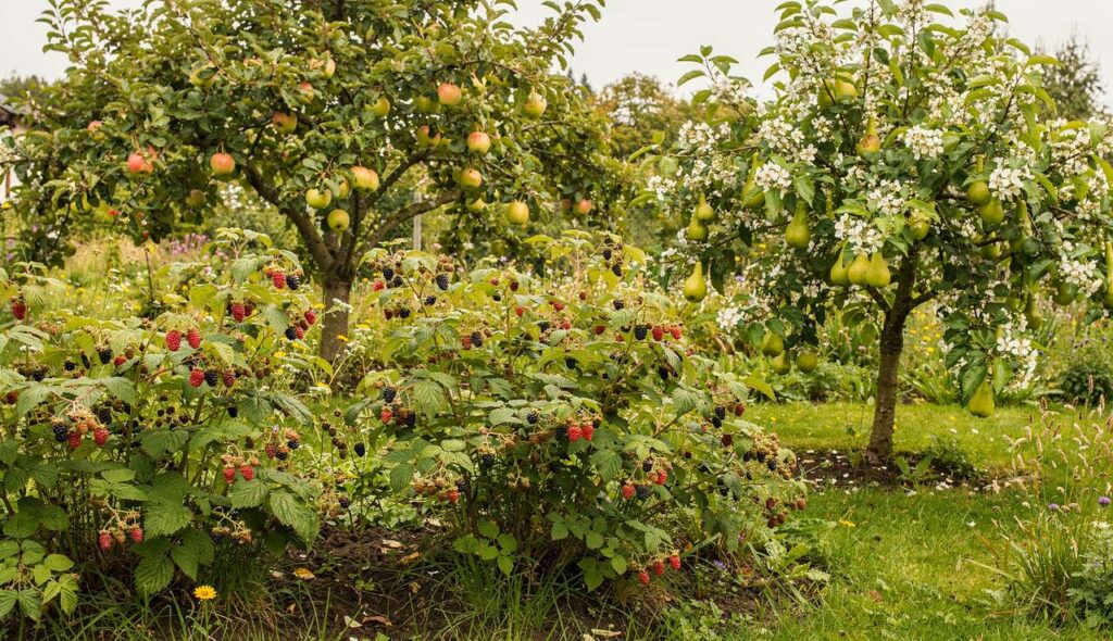 Sabrinas Naschobsthecke: Naschobst anbauen: Tipps für Beeren, Obstgehölze und Felsenbirne