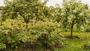 Sabrinas Naschobsthecke: Naschobst anbauen: Tipps für Beeren, Obstgehölze und Felsenbirne