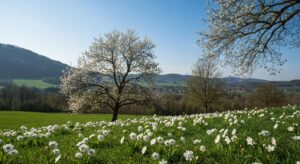 Phänologischer Kalender 2026: Warum der Frühling in Süddeutschland früher beginnt