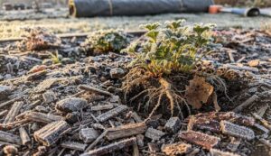 Studie bestätigt: Mulchen schützt Wurzeln besser vor Frost als Vlies