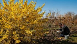 Forsythienblüte 2026 so früh wie nie, was das für Ihren Rosenschnitt bedeutet