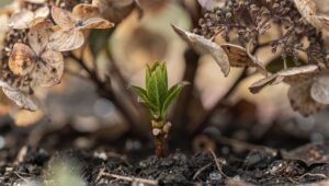 Hortensien nach dem Winter, diese eine Knospe verrät ob Sie schneiden dürfen