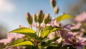 Clematis im Vorfrühling, welche der 3 Schnittgruppen Sie jetzt zurückschneiden müssen