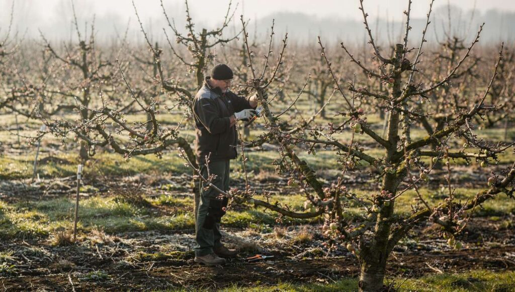 Obstbaumschnitt im März! Diese 3 Apfelsorten reagieren besonders empfindlich auf Fehler