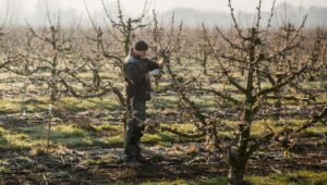 Obstbaumschnitt im März! Diese 3 Apfelsorten reagieren besonders empfindlich auf Fehler