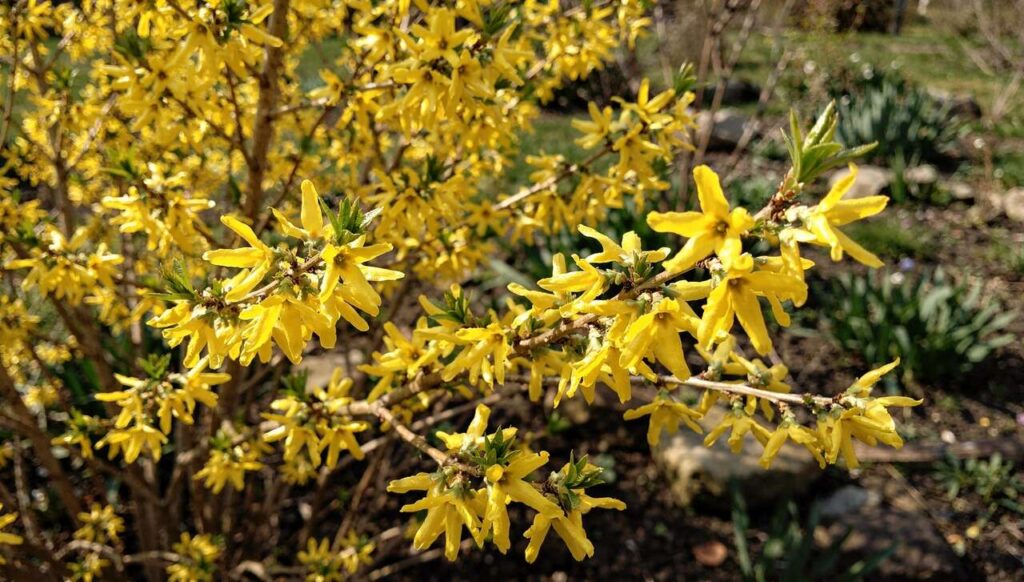 Phänologischer Kalender 2026: Was die frühe Forsythienblüte für Ihren Garten bedeutet