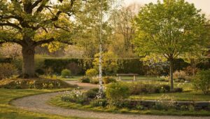 Internationaler Tag des Waldes: 3 heimische Gehölze, die in jeden deutschen Garten passen