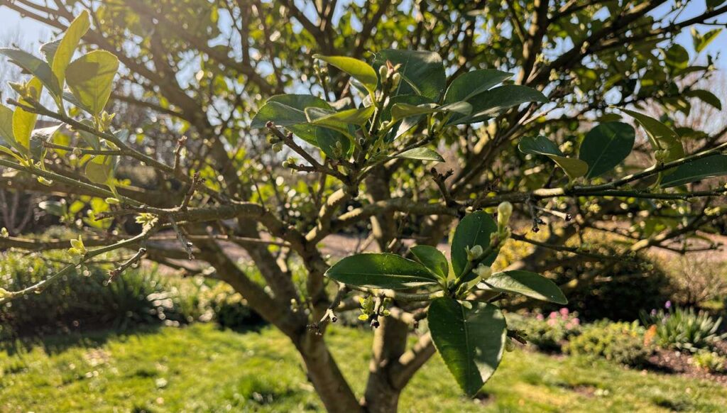 Zitronenbaum verliert Blätter im Vorfrühling? Dieses Mineral fehlt ihm laut Gartenexperten