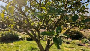 Zitronenbaum verliert Blätter im Vorfrühling? Dieses Mineral fehlt ihm laut Gartenexperten