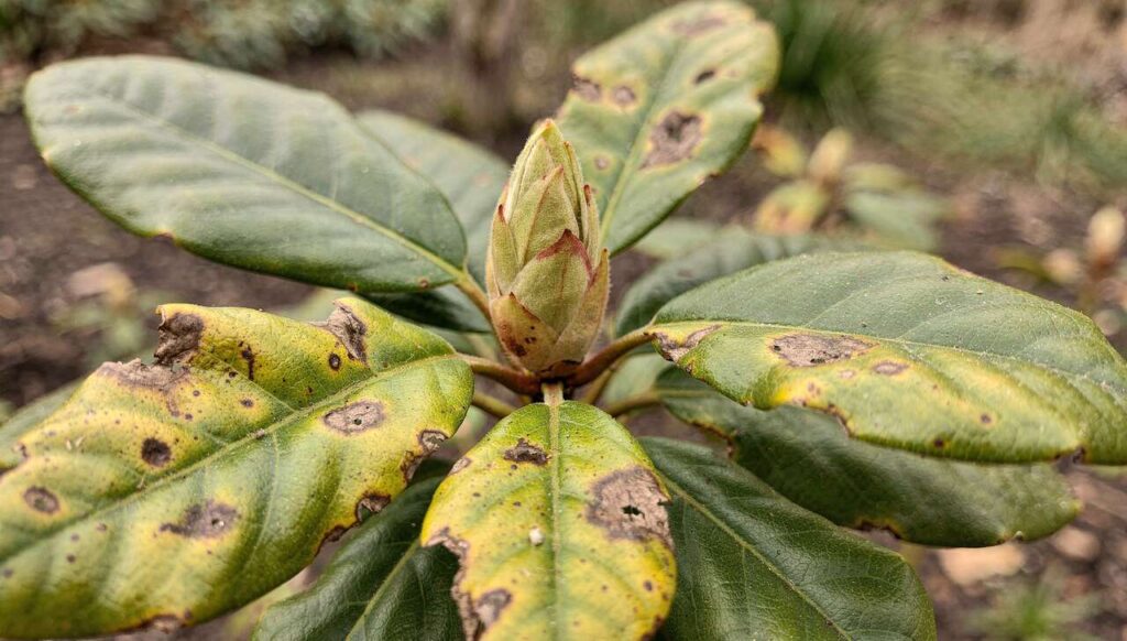 Rhododendron im Vorfrühling: Dieses eine Warnsignal an den Blättern sollten Sie kennen