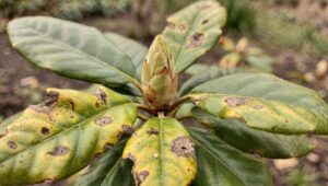Rhododendron im Vorfrühling: Dieses eine Warnsignal an den Blättern sollten Sie kennen