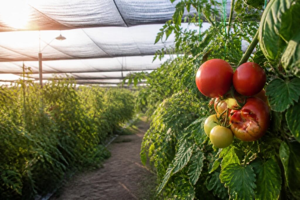 Tomaten im Gewächshaus beschatten: Ab dieser Temperatur kann zu viel Sonne die Ernte deutlich schädigen
