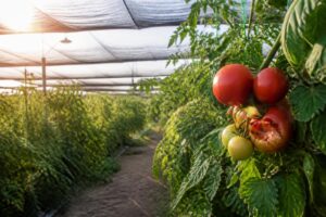 Tomaten im Gewächshaus beschatten: Ab dieser Temperatur kann zu viel Sonne die Ernte deutlich schädigen